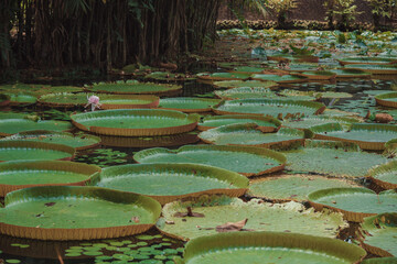 Vit&oacute;ria R&eacute;gia no Parque Zoobot&acirc;nico Museu Paraense Em&iacute;lio Goeldi