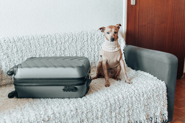 Portrait of an adorable dog in a beige sweater sitting on a sofa with a suitcase.