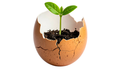 A young plant sprouts from a cracked eggshell filled with soil against a black background