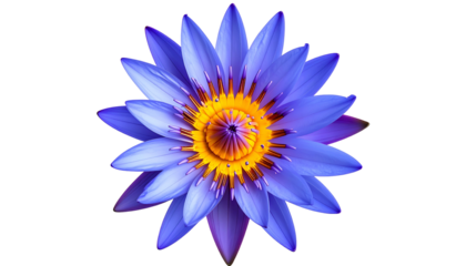 Top-down vibrant blue lotus flower with yellow center, isolated on black background