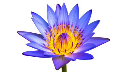 A vibrant purple lotus flower with a bright yellow center, set against a black background