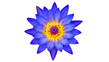 A top-down view of a vibrant blue water lily with a yellow and purple center