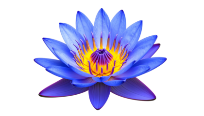 Isolated vibrant blue lotus flower, detailed petals and a yellow center against black