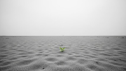 Lonely sprout emerging from the barren landscape under a gray sky.