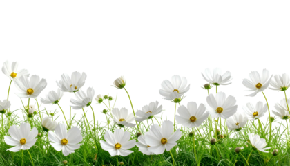 Row of white daisy-like flowers with yellow centers against a black background