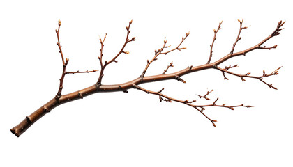 Fototapeta premium Detailed image of a bare tree branch, brown with tiny buds, set against a black backdrop