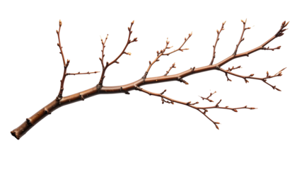 Detailed image of a bare tree branch, brown with tiny buds, set against a black backdrop
