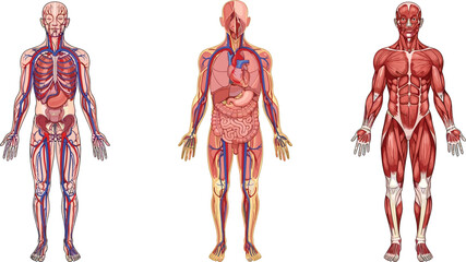 Human body anatomy showing circulatory and muscular systems circulatory system skeletal system