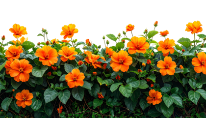 Lush hedge of vibrant orange flowers with green leaves, against a black background