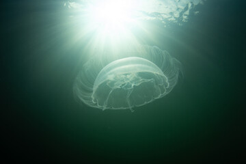 Moon jellyfish, Aurelia aurita, swim in a marine lake in Raja Ampat, Indonesia. These delicate animals tolerate low salinity, feed on zooplankton, and often form massive blooms.