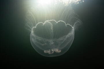Moon jellyfish, Aurelia aurita, swim in a marine lake in Raja Ampat, Indonesia. These delicate animals tolerate low salinity, feed on zooplankton, and often form massive blooms.
