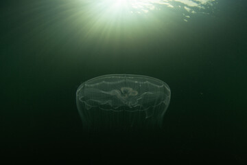 Moon jellyfish, Aurelia aurita, swim in a marine lake in Raja Ampat, Indonesia. These delicate animals tolerate low salinity, feed on zooplankton, and often form massive blooms.