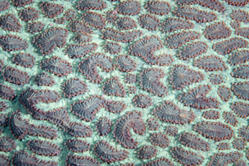 A reef-building coral displays fluorescent coloration as it grows in a shadowed area on a Raja Ampat coral reef. Many corals harbor fluorescent proteins.