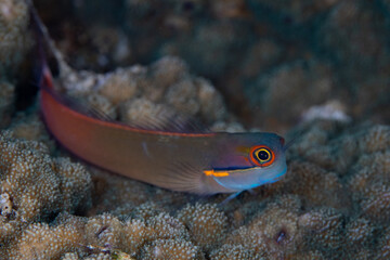 A vibrant Tailspot blenny, Ecsenius stigmatura, sits on coral in Misool, Raja Ampat, Indonesia. Small fish such as this play a large role in energy retention and overall coral reef health.