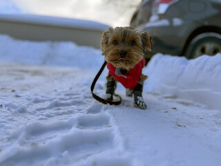 Un Yorkshire Terrier portant un manteau rouge, en laisse dans la neige en hiver.