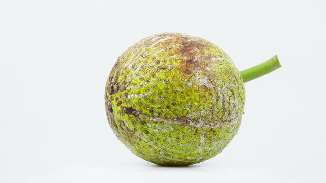 Breadfruit Rotating on White Background Isolated