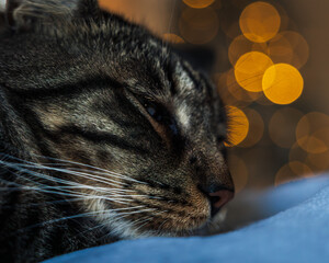 A close-up portrait of a domestic cat with soft warm bokeh in the background.
The shallow depth of...