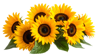 Group of vibrant yellow sunflowers with dark centers and green foliage against black