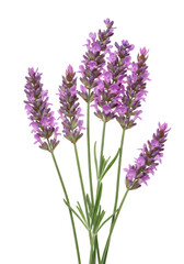 Fototapeta premium Fresh pink lavender sprigs with vibrant florets and green leaves in botanical illustration style, isolated on transparent with copy space, soft light, concept of natural botanical beauty
