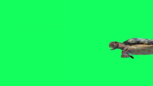 3D Reptile turtle undersea swimming enter to the right side and exit on the left side animation with side view on green screen, 4k tortoise, Cooters aquatic animal moving towards dive on chroma key