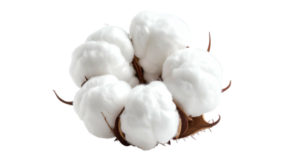 Close-up of fluffy white cotton flower clusters, brown stems and petals, black background