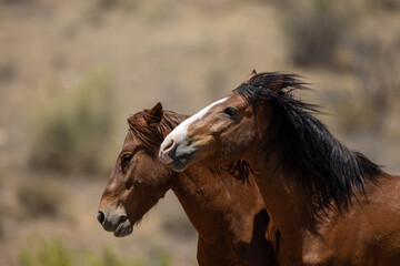 Wild Horse Stallions Fighting for Dominance at Salt River Arizona United States