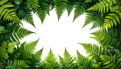 Lush green ferns frame a starburst-shaped void, a nature-inspired design