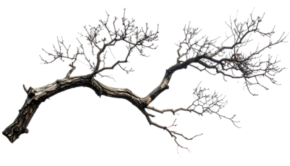 A gnarled, bare-branched tree, angled diagonally against a black background