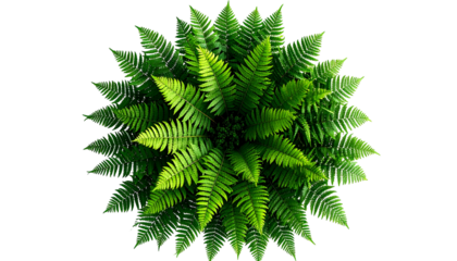 Overhead shot of a lush green plant with radiating fronds on a black background