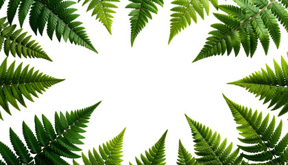 A frame of lush green fern fronds surrounds a black void, creating a natural border