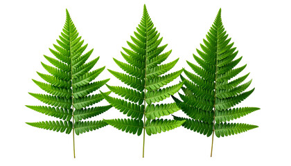 Three vibrant, green fern fronds with intricate leaf details against a black background