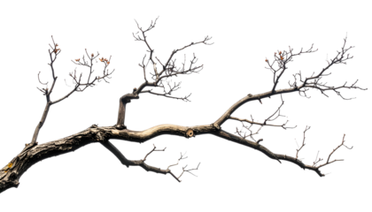 A bare, branching tree limb with tiny buds, set against a stark, black background