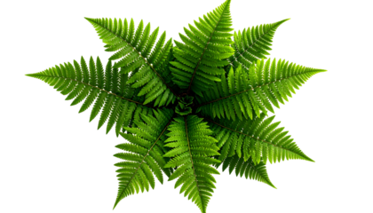 Overhead view of vibrant green fern fronds radiating from a central point against black backdrop