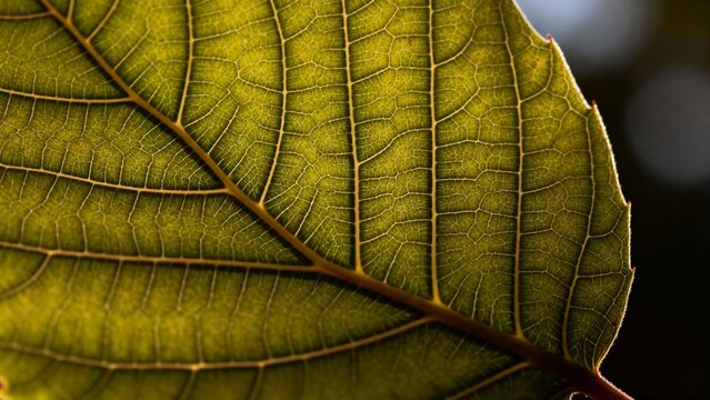 Close-up of a green leaf with detailed vein structure and natural texture - Powered by Adobe