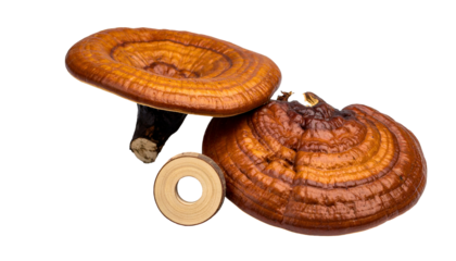 Close-up of glossy, reddish-brown shelf fungi with a cross-section showing concentric growth rings