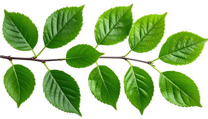 A vibrant, detailed image of a branch with glossy green leaves against a transparent backdrop
