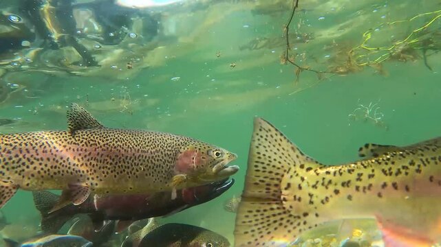 Rainbow trout in a clear mountain lake spawning in spring in Montana USA