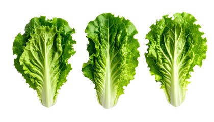 Three vibrant, green lettuce leaves isolated against a solid black background