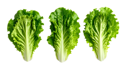 Three vibrant, green lettuce leaves isolated against a solid black background