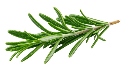 Fototapeta premium Close-up of a sprig of fresh, green rosemary, detailed texture, against a black background