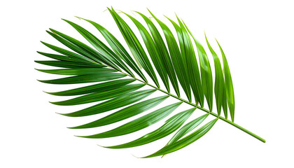 Fototapeta premium A single, vibrant green palm frond against a black backdrop, showcasing details
