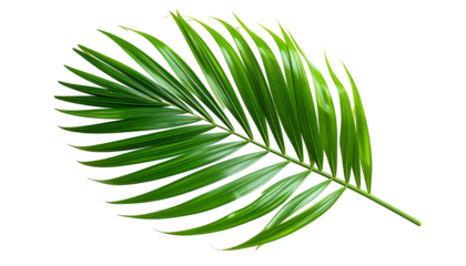 A single, vibrant green palm frond against a black backdrop, showcasing details