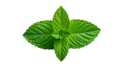 Close-up top view of fresh green mint leaves radiating from a central point