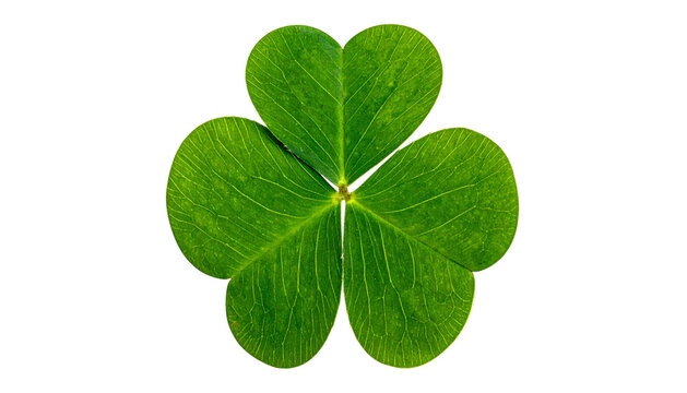 Isolated close-up of a vibrant green three-leafed clover against a solid black background