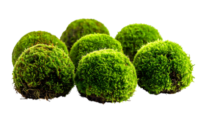 Close-up of several vibrant, moss-covered spheres against a stark black background