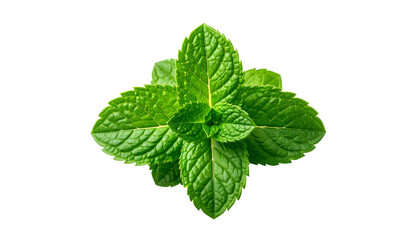 A sprig of vibrant green mint leaves, perfectly symmetrical, against a black background