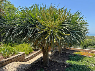 Dragon tree (lat. - Dracaena draco) in Ramat HaNadiv Park in memory of Baron Edmond de Rothschild