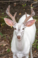 Piebald Whitetail Deer Buck