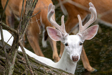 Piebald Whitetail Deer Buck