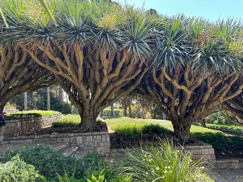 Dragon tree alley (lat. - Dracaena draco) in Ramat HaNadiv Park in memory of Baron Edmond de Rothschild